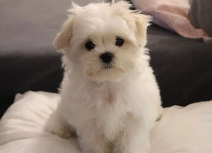 bichon maltez alb talie mica