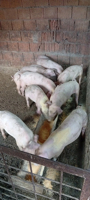 purcei rasa de carne,12 sapt.