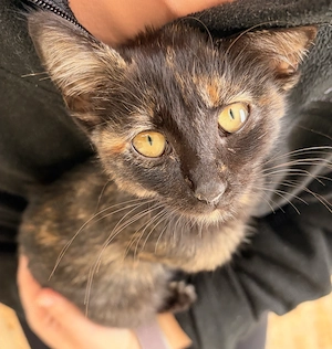  O mică Tortie își caută familia iubitoare! 