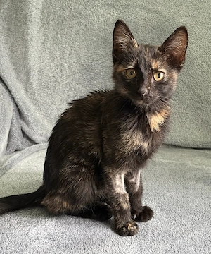  O mică Tortie își caută familia iubitoare!  - imagine 3