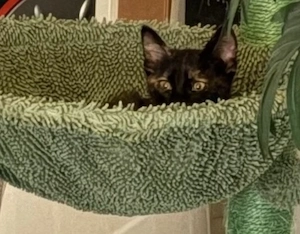  O mică Tortie își caută familia iubitoare!  - imagine 4