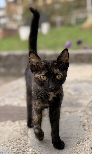  O mică Tortie își caută familia iubitoare!  - imagine 2