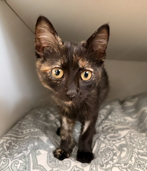  O mică Tortie își caută familia iubitoare!  - imagine 5