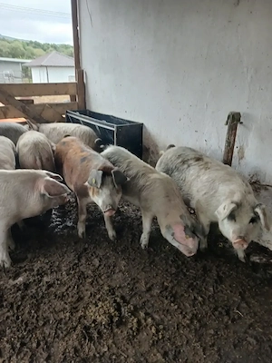 Porci de gospodarie  la 90 la 130kg - imagine 2