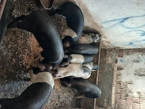 Porci de gospodarie  la 90 la 130kg - imagine 7