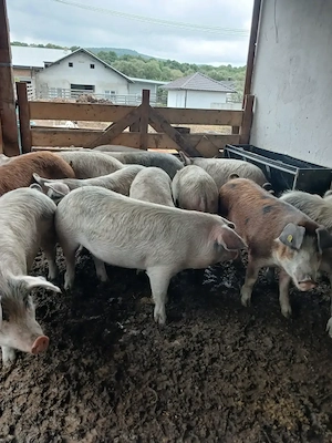Porci de gospodarie  la 90 la 130kg - imagine 4