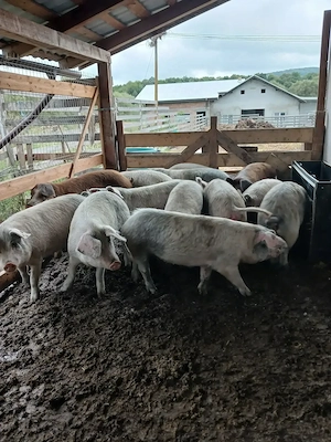 Porci de gospodarie  la 90 la 130kg - imagine 5