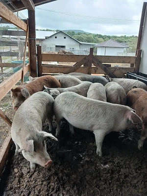 Porci de gospodarie  la 90 la 130kg - imagine 3