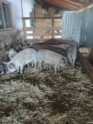 Porci de casa de  la 90 la 130kg - imagine 6