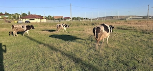 Vand Vaca gestanta sanatoasă