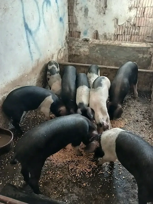 Porci de casa de  la 90 la 130kg - imagine 7