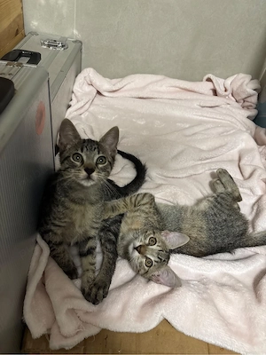 pisicute pentru adoptie timisoara  - imagine 4
