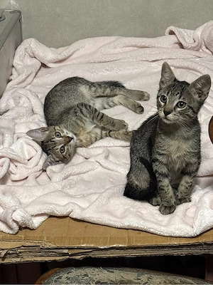 pisicute pentru adoptie timisoara  - imagine 2