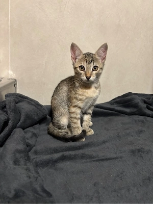 pisicute pentru adoptie timisoara  - imagine 1