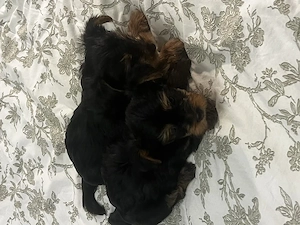 pui yorkshire terrier 6 saptamani - imagine 4
