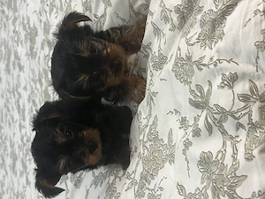 pui yorkshire terrier 6 saptamani - imagine 5