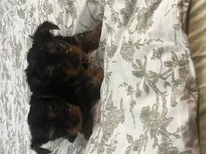 pui yorkshire terrier 6 saptamani - imagine 3