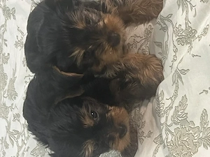 pui yorkshire terrier 6 saptamani - imagine 2