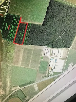  Pădurea Strava   25.000 mp | arbori de peste 100 ani | Afumați   Șindrilița | lângă Pioneer