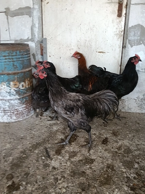 Cocoșei marans și australorp albastru și negru 