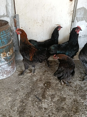 Cocoșei marans și australorp albastru și negru  - imagine 3