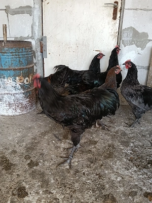 Cocoșei marans și australorp albastru și negru  - imagine 5
