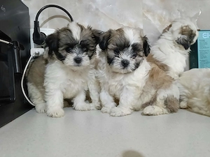 Căței shih tzu de vânzare 