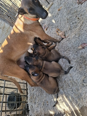belgian malinois masculi pui - imagine 4