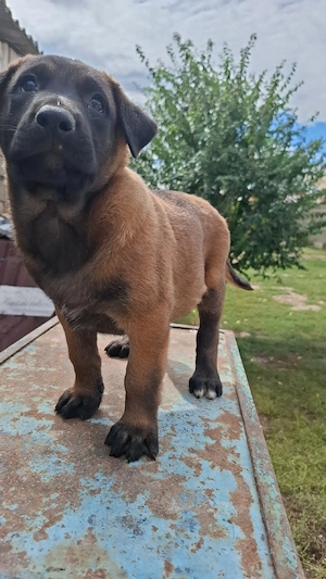 belgian malinois masculi pui