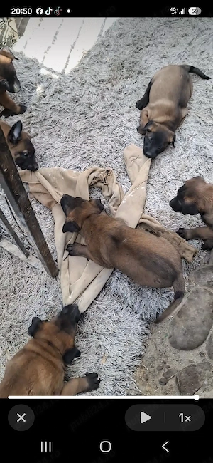 belgian malinois masculi pui - imagine 2