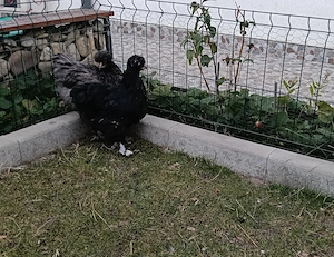 Cocos bobat moțat golaș+ 4 puici motate - imagine 4