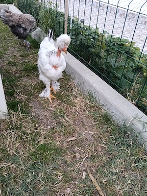 Cocos bobat moțat golaș+ 4 puici motate - imagine 2