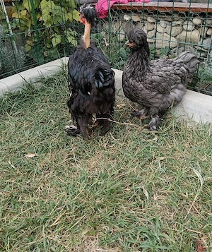 Cocos bobat moțat golaș+ 4 puici motate - imagine 3