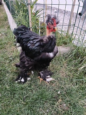 Cocos bobat moțat golaș+ 4 puici motate