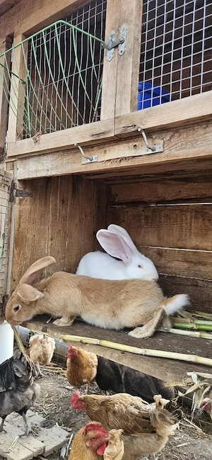 Iepuri UG de vânzare 
