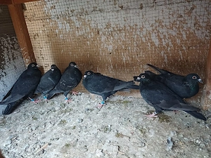 Porumbei voiajori sport de zbor