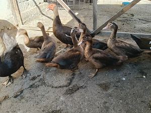 Rate + rățoi leșești ciocolatii 
