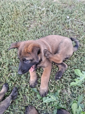 belgian malinois masculi pui - imagine 5