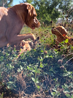 Viszla Maghiară  - imagine 5