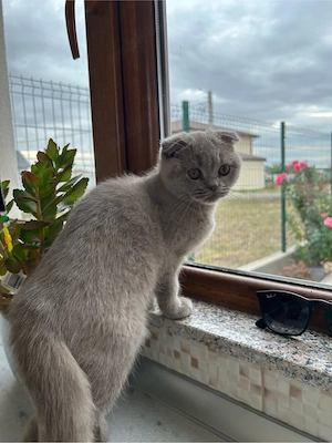 British Scottish fold - imagine 5