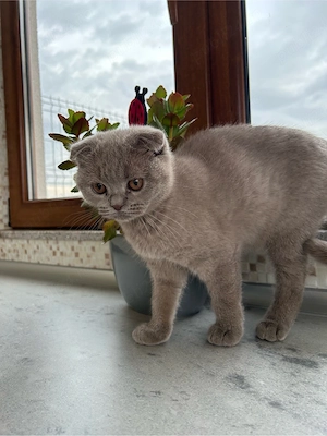 British Scottish fold - imagine 3