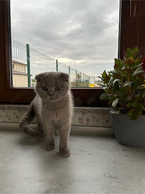 British Scottish fold - imagine 2