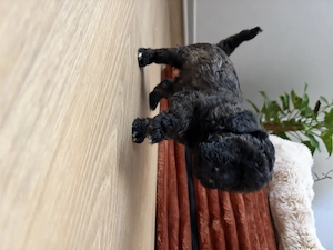 Pui caniche poodle barboncino isi cauta noua familie - imagine 3