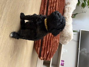 Pui caniche poodle barboncino isi cauta noua familie - imagine 5