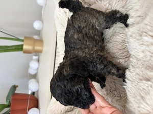 Pui caniche poodle barboncino isi cauta noua familie