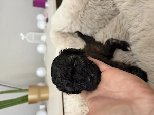 Pui caniche poodle barboncino isi cauta noua familie - imagine 4
