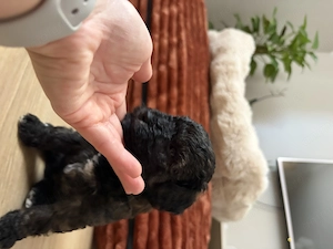 Pui caniche poodle barboncino isi cauta noua familie - imagine 2