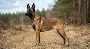 Femela Ciobănesc Belgian Malinois