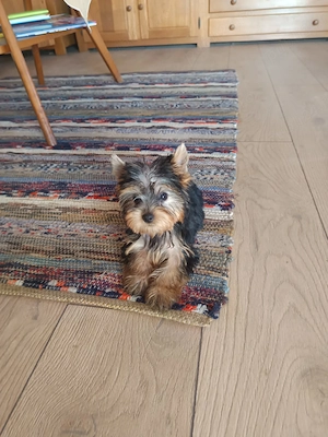 Yorkshire  terrier de vânzare.