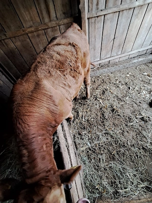 vițel de vânzare 